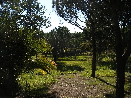 THIS LARGE PLOT OFFERS AMPLE PRIVACY..
