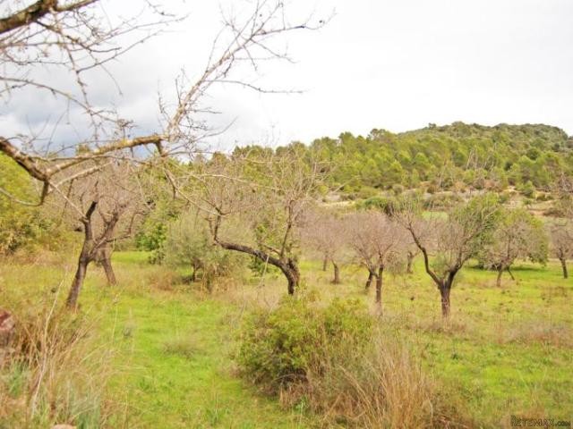 Beautiful plot in a privileged location.. - 2