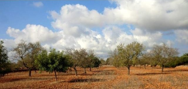 Plot with 15.000m2 with two adjacent..