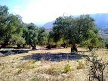 Residential Land Property Crete - 2