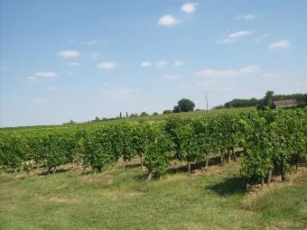 Fabulous Vineyard Of 33 Hectares In A.. - 2