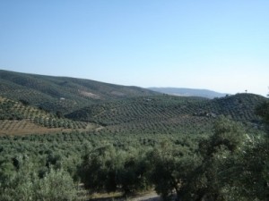 Cortijo, Iznajar - 2
