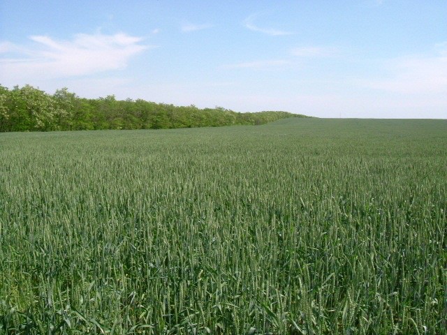 Land in Gorichane, Shabla