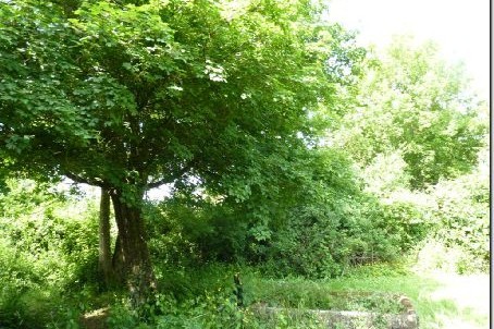 Stone House For Sale St Jean D Angely - 2