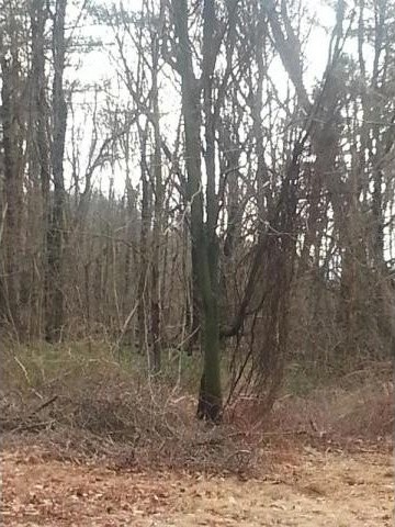 Land For Sale: White Plains, New York - 2
