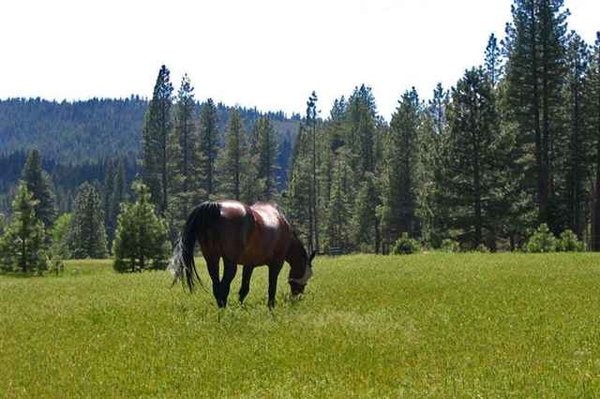 2 bedroom Farm For Sale: Graeagle.. - 2