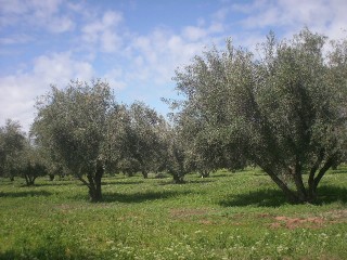 Farm on 8Ha Titled Land - 600 Olive..