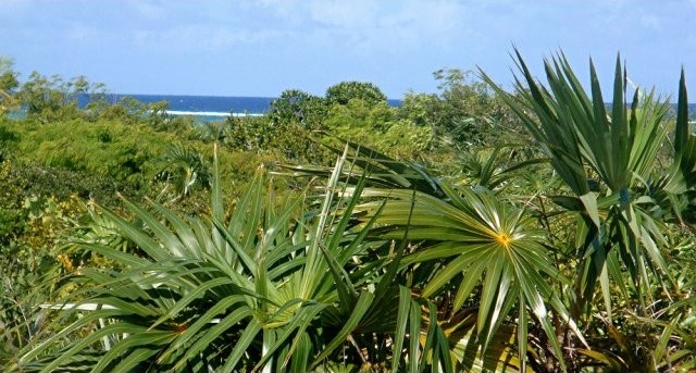 Whitby Haven - North Caicos - 2