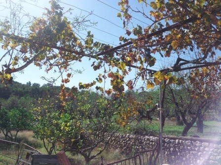 1 Bedroom - Finca - Islas Baleares -.. - 2
