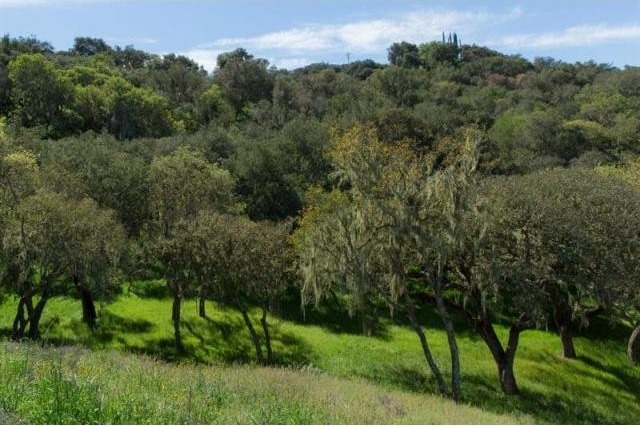 Land For Sale: 0 E Oak Trail Ranch.. - 2