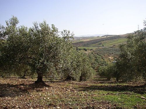 Land - A plot of 10,000m2 of land with.. - 2