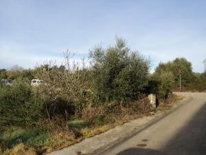 Urban plot in Artà