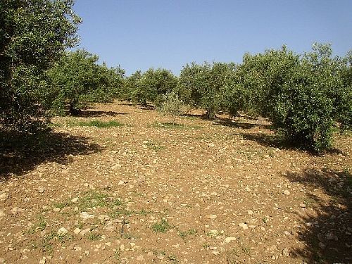 Land - A plot of 10,000m2 of land with..