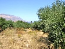 Land In A Peaceful Cretan Location For.. - 2