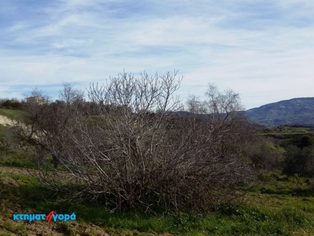Residential Land in Polemi, Pafos - 2
