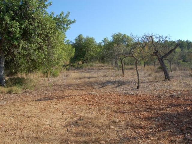 Beautiful plot near Santa Maria - 2