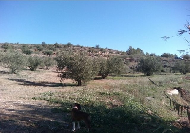 Navarres, Costa Blanca North - 2