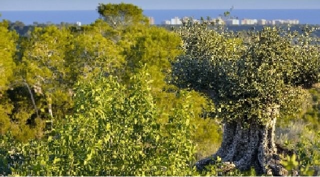 Plots for sale in Campoamor
