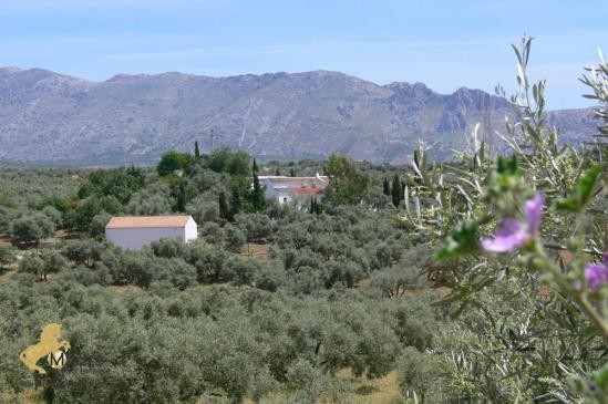 Finca mit Pool, Stallen nahe Antequera..