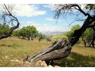 Plot/land For Sale In Monda, Monda..