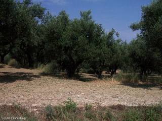 Land - Zakynthos - For Sale