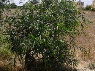 Land in Paphos, Cyprus, for Sale -..