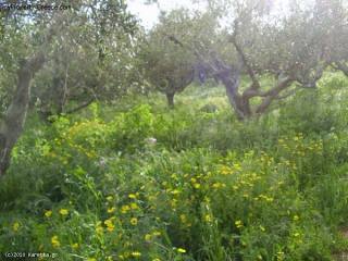 Land - Zakynthos - For Sale