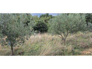 Prodaja poljoprivrednog zemljišta - Kavran 1288 m2