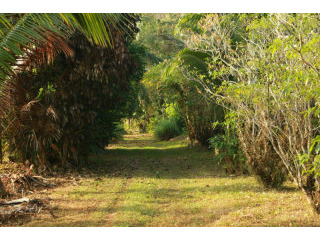 Bang Pae - 11 Rai Mountain View Land..