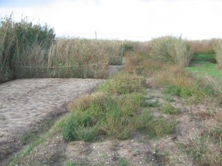 Plot, Peniche, Ferrel