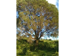 Large Rural Farm Land Between Sosua And..