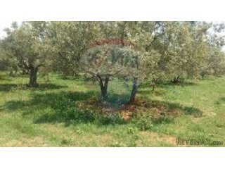 ISTRA, GALIŽANA-Maslenik