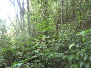 Land - Johns Hall - For Sale