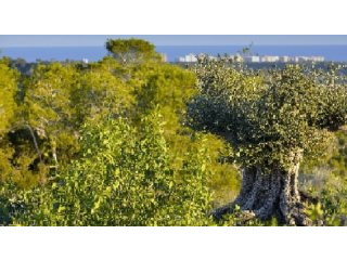 Land For Sale In Campoamor Spsnb0986