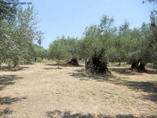 Land - Zakynthos - For Sale