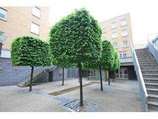 1 bed flat to rent