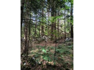 Šuma na Plitvicama