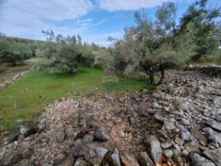 OTOK KRK-KORNIĆ,maslinik sa 10 maslina