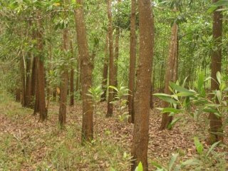 Agriculture And Forest Farm In Monte..