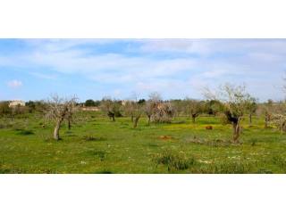 Rustic plot nearby Porto Cristo Majorca