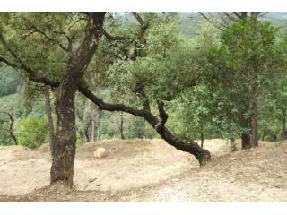 0 Bedrooms - Land - Girona - For Sale