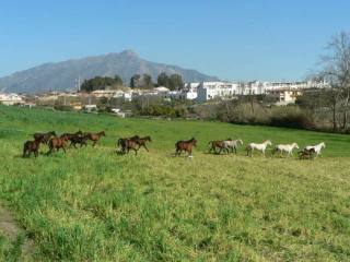Land - Lovely finca, ideal for horse..