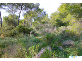 Building Land Without License In Cala..