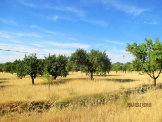 Amazing plot in prime location in Alaro