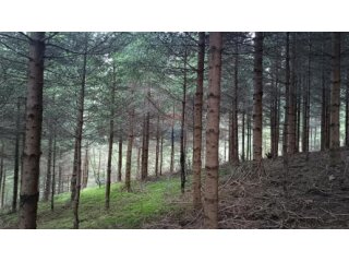 Gorski kotar, Gomirje,Oranica-šuma 6248 m2