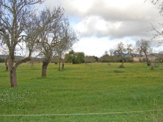Plot In Llucmajor