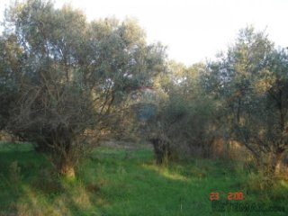 MASLINIK U PEROJU 700M OD MORA