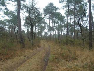 Land For Sale: 37290 LIMITE..