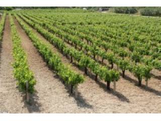 Vineyards For Sale In Greece