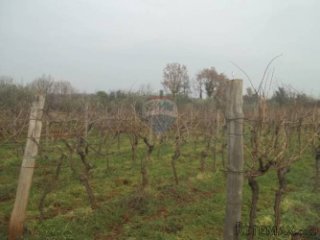 Maslinik i vinograd pored Novigrada